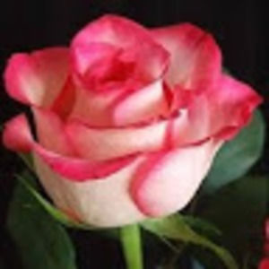 Meet your Posher, Marie-therese